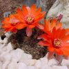 Rebutia_ritteri